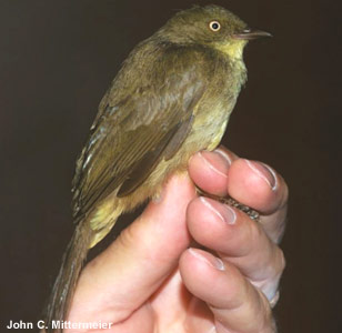 Description d’une nouvelle espèce de bulbul à Bornéo