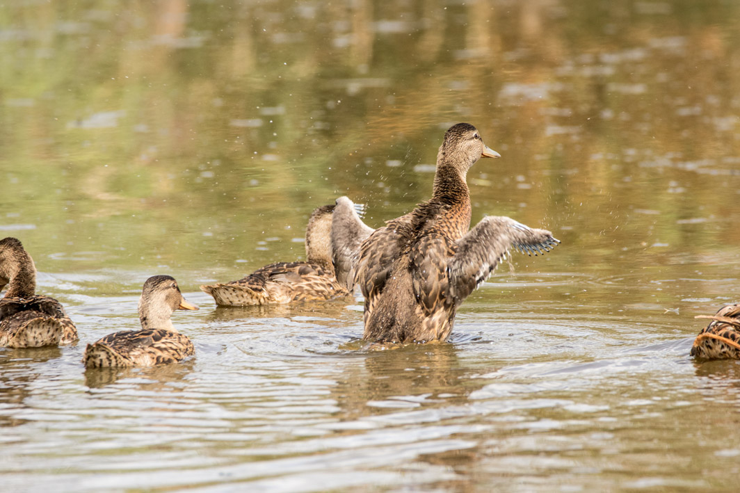 Canards colverts juvéniles