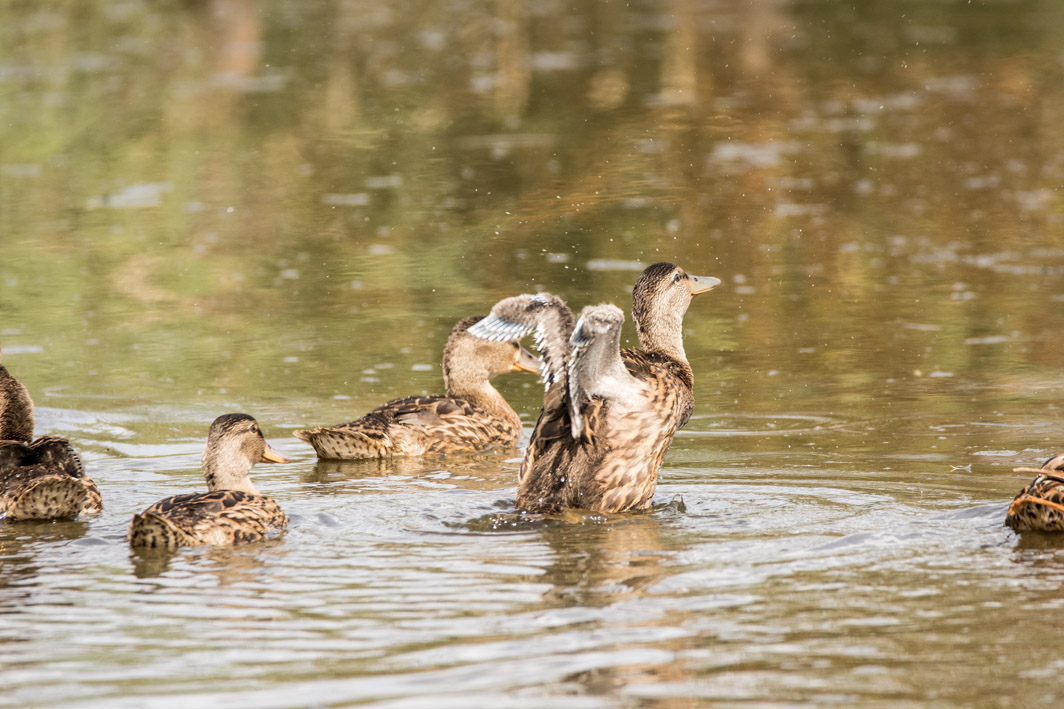 Canards colverts juvéniles