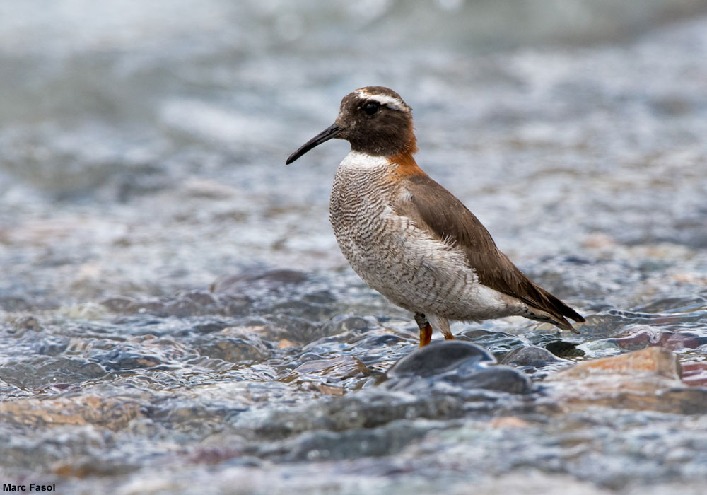 Observer les oiseaux dans le centre du Chili, des Andes à l’océan Pacifique