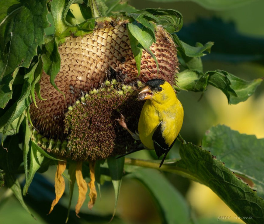 Chardonneret jaune sur tournesol
