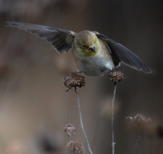 Chardonneret jaune : l&rsquo;équilibre est essentiel