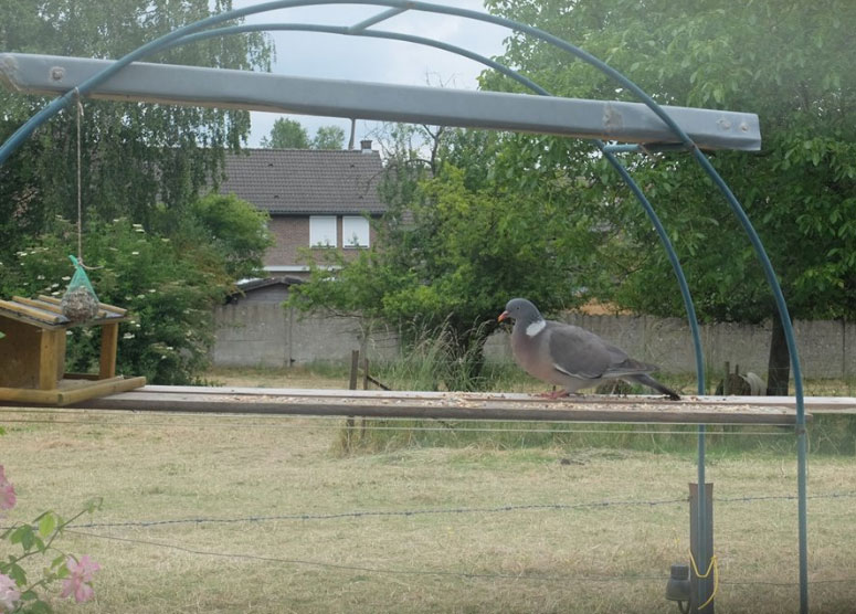 Protéger les oiseaux au jardin – Stopminou contre les chats