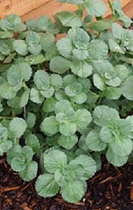 Coleus des chiens (Coleus canina)