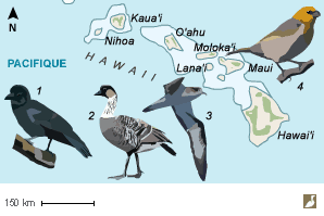 Quatre endémiques d'Hawaï 