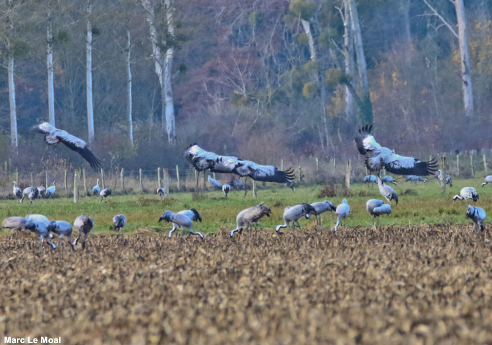 L’importance des chaumes pour la conservation des oiseaux dans les zones cultivées