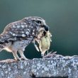 Chevêche ayant capturé une jeune Mésange charbonnière