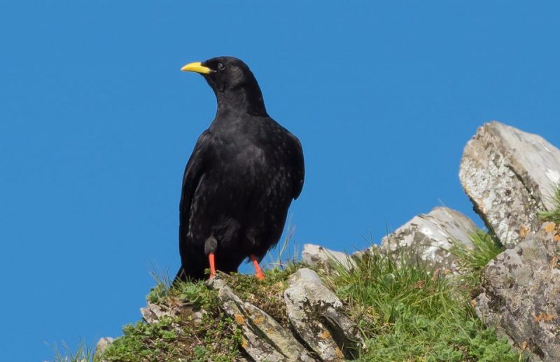 Chocard à bec jaune