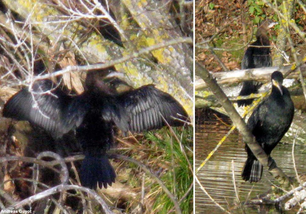 Cormoran pygmée (Microcarbo pygmeus)