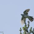 Coucou gris à l’envol