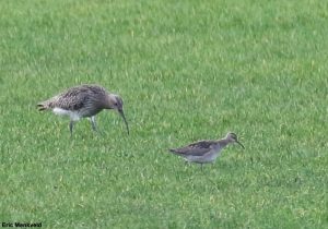 Courlis nain (Numenius minutus)