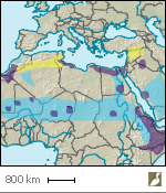 Répartition du Courvite isabelle en Afrique et au Moyen-Orient