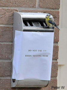 Nid de mésange dans un cendrier