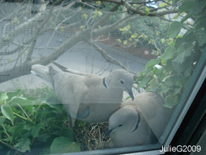 Tourterelles turques (Streptopelia decaocto)