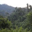 Visiter une forêt tropicale certifiée : la réserve de Deramakot (Malaisie)