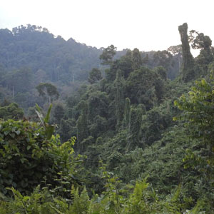Visiter une forêt tropicale certifiée : la réserve de Deramakot (Malaisie)