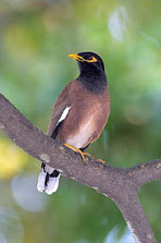 Martin triste (Acridotheres tristis)