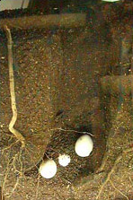 Nid souterrain de mégapodes