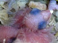 Diamant (extrémité blanche) d'un poussin de perroquet