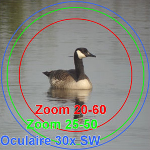 Champs de vision effectifs