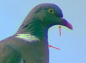 Détail de la photoraphie de Pigeon ramier
