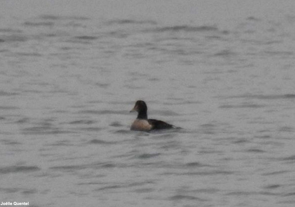 Eider à tête grise (Somateria spectabilis) mâle de deuxième hiver