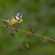 Mésange bleue