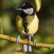 Mésange charbonnière