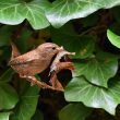 Troglodyte mignon dans un lierre