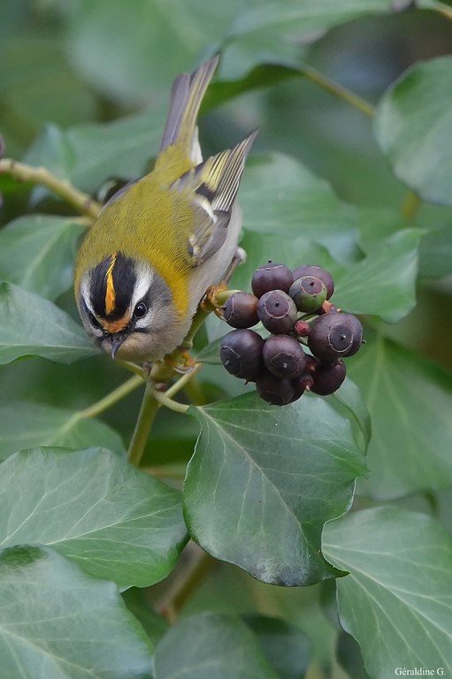 Roitelet triple-bandeau