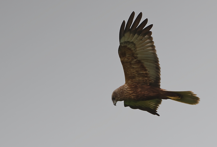 Busard cendré femelle en baie de l&rsquo;Aiguillon