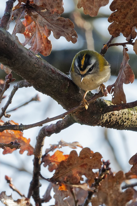 Roitelet triple-bandeau