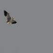 Elanion blanc volant en Saint-Esprit