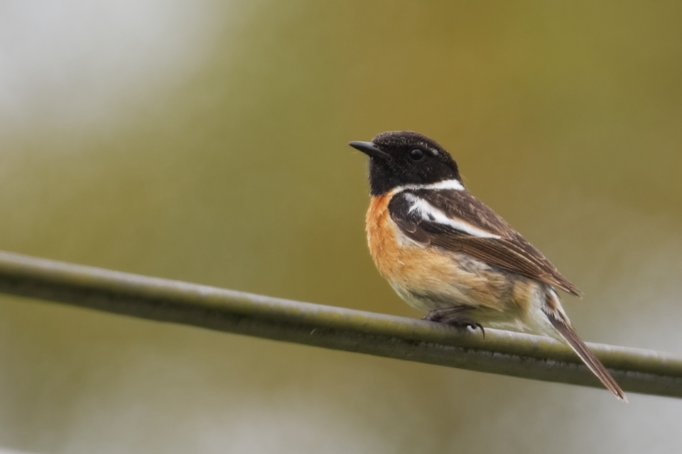 Tarier pâtre au soleil couchant