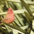 Amarante du Sénégal mâle en Algérie