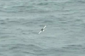 DVD Fulmarine Petrels