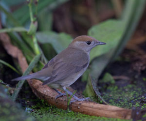 Fauvette à tête noire (Sylvia atricapilla) femelle