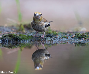 Jeune Grosbec casse-noyaux (Coccothraustes coccothraustes) 