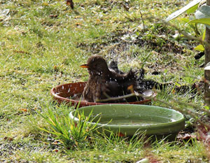 Merle noir (Turdus merula) femelle se baignant