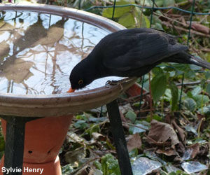 Coupole placée sur un pot contenant un réchaud à gaz
