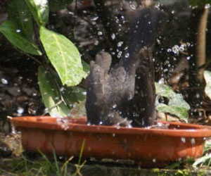Merle noir (Turdus merula) femelle se baignant