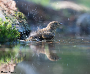 Jeune Rougegorge familier (Erithacus rubecula)