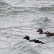 Harelde boréale et Eiders à duvet dans le Morbihan
