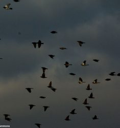 Conférence « L’ornithologie même la nuit »
