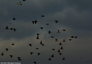 Grives litornes (Turdus pilaris) et Étourneaux sansonnets (Sturnus vulgaris)