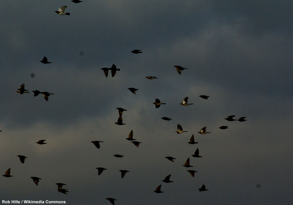 Comment enregistrer la migration nocturne des oiseaux ?