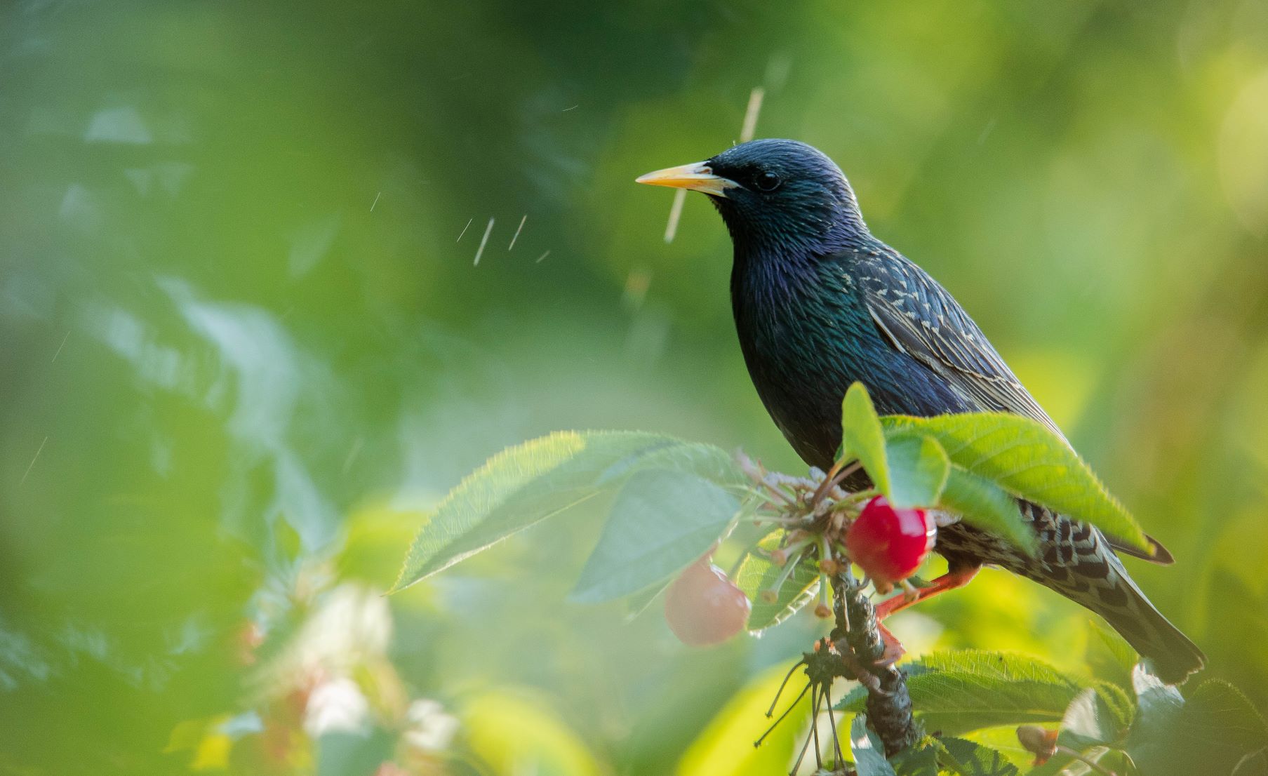 Il n’y a plus de cerises…