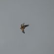 Faucon kobez femelle dans l’Isère
