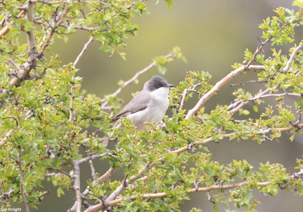 Comment distinguer les Fauvettes orphée et orphéane ?