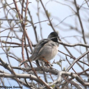 Observation d’une Fauvette de Rüppell en Camargue au printemps 2019